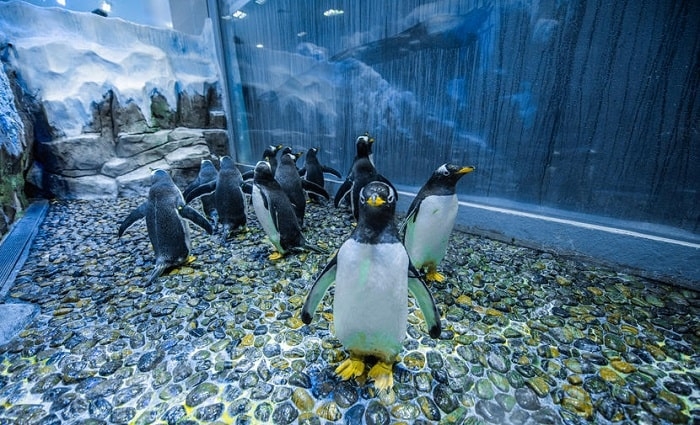 Dubai Aquarium And Underwater Zoo 